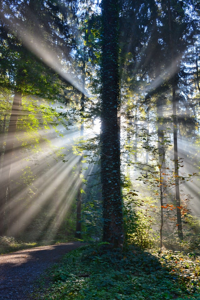 Sunlight through woodland